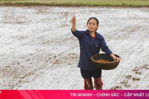 Nông dân Hà Tĩnh nỗ lực khôi phục diện tích lúa bị hư hỏng do mưa lớn