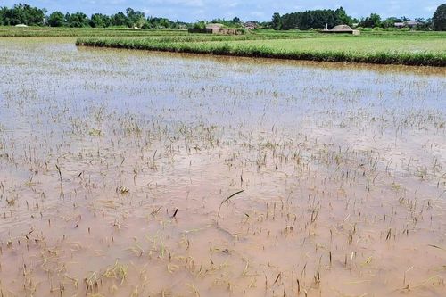 Quảng Trị: Khó khôi phục diện tích lúa bị lũ nhấn chìm dài ngày do bão số 1