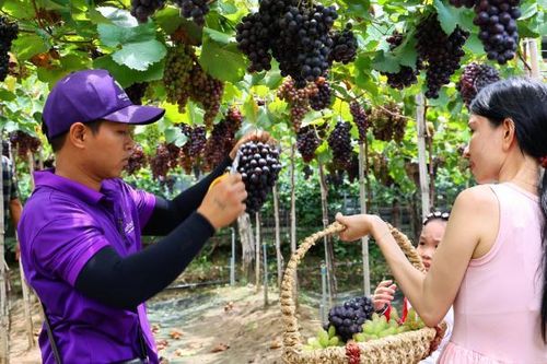Thích thú tham quan, trải nghiệm vườn nho trĩu quả giữa lòng TP Hồ Chí Minh