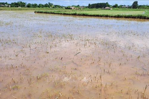 Khắc phục ảnh hưởng bão số 1: Quảng Trị gieo cấy lại lúa Hè Thu