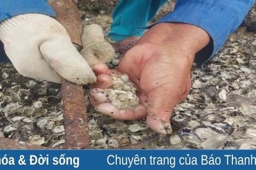 Hàu ơi...