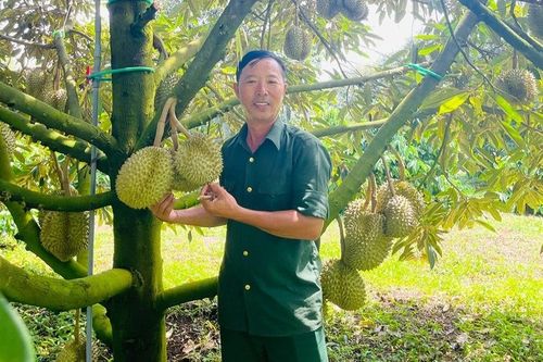 Thu nhập tiền tỷ từ trồng sầu riêng theo hướng hữu cơ