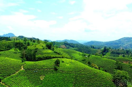 Màu no ấm nơi 'thủ phủ' chè Mường Khương