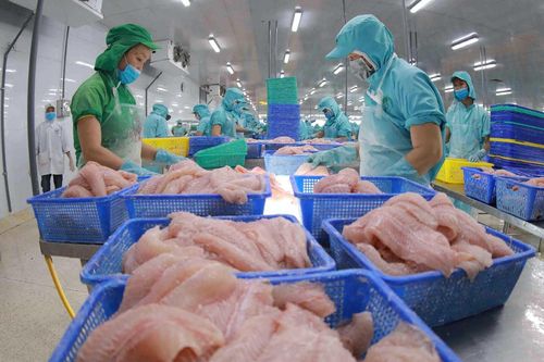 Đơn hàng làm không kịp, Thủy sản Nam Việt (ANV) kỳ vọng lãi năm nay tăng 6 lần