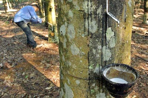 Cao su Đồng Phú (DPR) 'thận trọng' với mục tiêu kinh doanh, tỷ lệ chia cổ tức năm nay