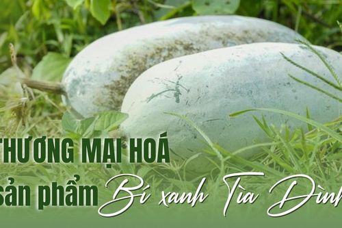 Thương mại hóa sản phẩm Bí xanh Tìa Dình
