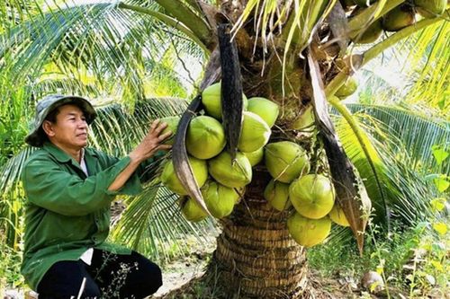 Hướng đi hiệu quả từ chuyên canh dừa thích ứng biến đổi khí hậu