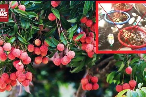 Bác tin đồn thất thiệt 'quả vải ngâm trong hóa chất'