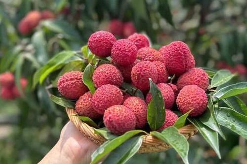 Xuất hiện loại vải không hạt giá gần 1 triệu đồng/kg đổ bộ thị trường hoa quả Việt