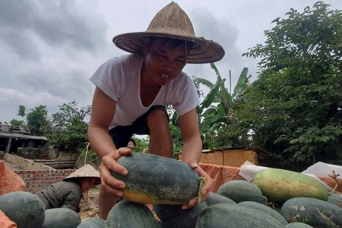 Tìm đầu ra ổn định cho dưa hấu