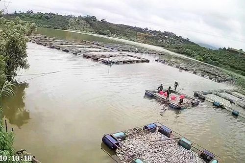 Lâm Đồng: Hơn 80 tấn cá rô phi của một nông dân chết bất thường