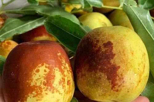 Hồng táo tươi đầu mùa 350.000 đồng/kg vẫn đắt khách
