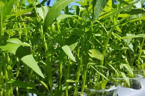 10 loại rau lớn cực nhanh vào mùa hè, 40 độ vẫn xanh tốt