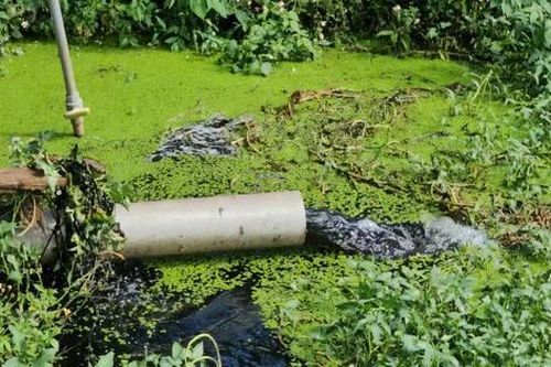 Công an vào cuộc vụ người dân tập trung phản đối trang trại lợn gây ô nhiễm môi trường