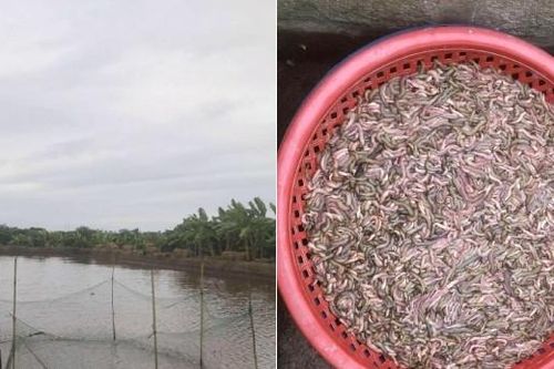 Chủ đầm giăng lưới bắt con nhiều người sợ nhưng là đặc sản đắt tiền, ăn ngon