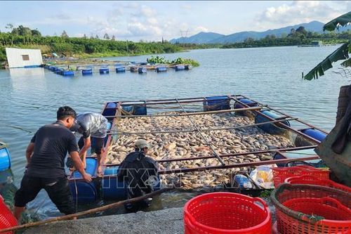 Lâm Đồng tìm nguyên nhân cá chết hàng loạt tại hồ Mai Thành