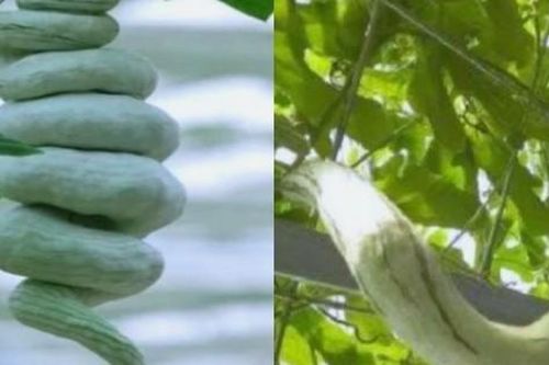 Cây 'đẻ ra rắn': Trồng 1 lần ăn nửa năm không hết, hái bán là hốt bạc, ở Việt Nam cũng có