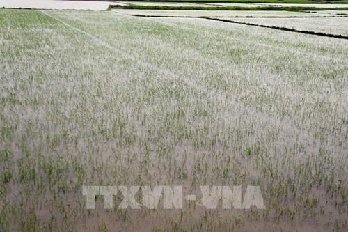 Hỗ trợ phục hồi sản xuất nông nghiệp, ổn định đời sống người dân sau mưa lũ