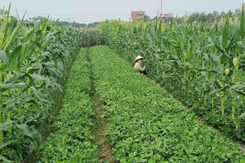 Mô hình liên kết sản xuất – kinh doanh theo chuỗi giá trị, phát triển nông nghiệp bền vững