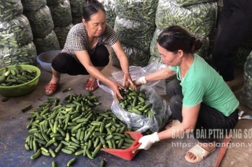 Lộc Bình: Sản xuất gắn với tiêu thụ