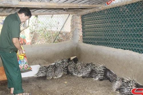Cựu chiến binh Tông Lạnh làm kinh tế giỏi