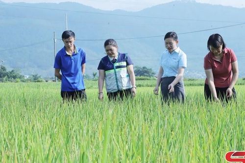 Lúa hữu cơ Phù Yên - điển hình nông nghiệp xanh