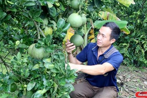Sốp Cộp tập trung chăm sóc cây ăn quả