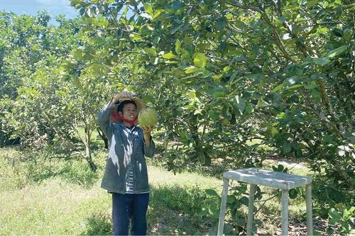 Thu nhập ổn định từ làm vườn và trồng rừng