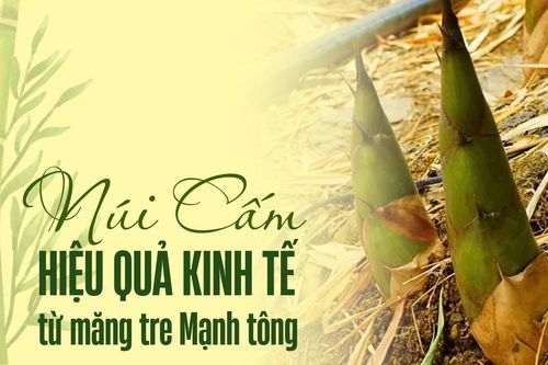 Núi Cấm: Hiệu quả kinh tế từ măng tre Mạnh tông