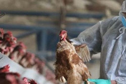 Kiểm soát giết mổ, vệ sinh thú y để đảm bảo an toàn thực phẩm