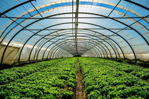 Kinh tế tư nhân tạo đà cho nông nghiệp bứt tốc