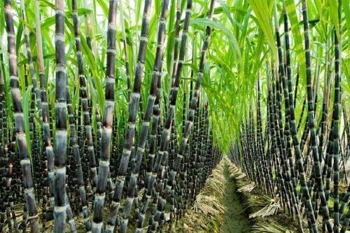 Ngành mía đường đối mặt khủng hoảng thừa cung