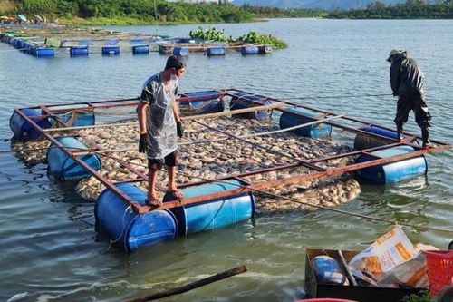 Quặn lòng nhìn 80 tấn cá sắp thu hoạch chết trắng trong hồ