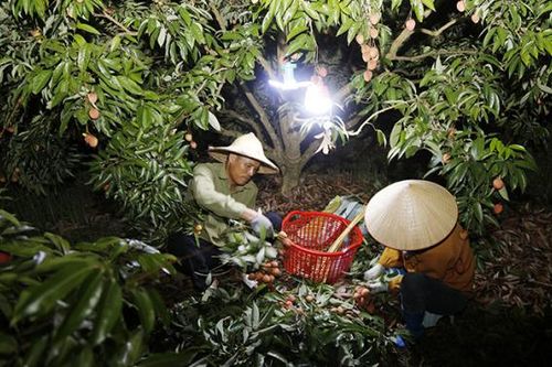Lục Ngạn những đêm không ngủ