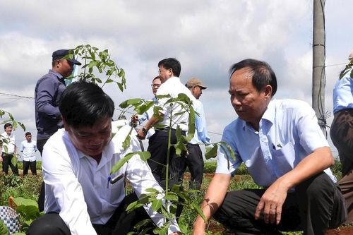 Dự án trồng cây cao su xen cà phê sẽ tạo việc làm cho hàng trăm lao động địa phương