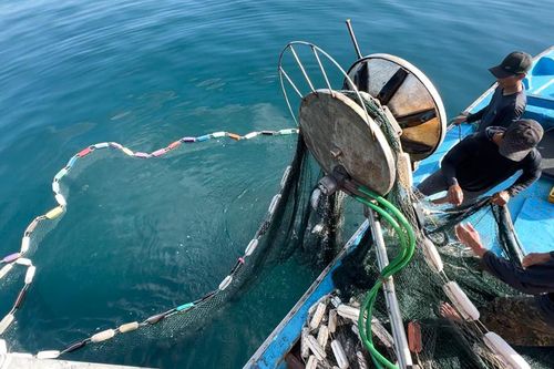 Khai thác cá nghề 'lưới vây'