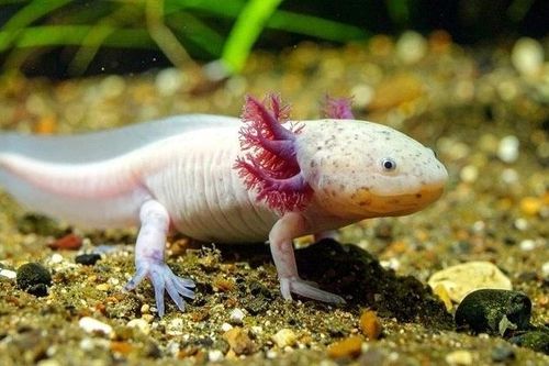 Bí mật tái sinh kỳ diệu giúp kỳ nhông gần như bất tử
