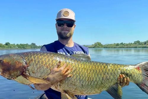 'Thủy quái' cắn câu, cần thủ hốt hoảng kéo lên cá trắm 31kg