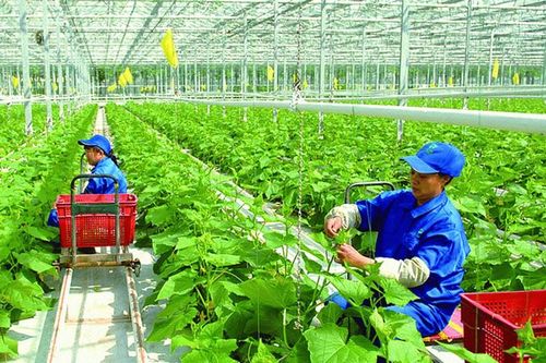 Hợp tác xã sản xuất nông nghiệp hữu cơ, tuần hoàn được vay tối đa 5 tỷ đồng không cần tài sản bảo đảm