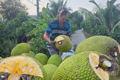 Nhiều loại trái cây rớt giá 'không lối thoát'