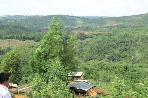 Đi tìm đất rừng 135 thành 'vườn nhà cán bộ'