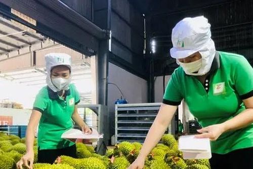 Trái cây Việt ra sao khi Trung Quốc tăng nhập khẩu của nước khác?