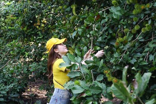 Trái cây chín không đều, du lịch nhà vườn ở Đồng Nai gặp khó