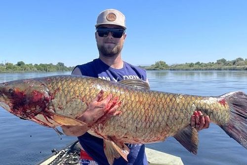 Cần thủ câu được con cá trắm cỏ khổng lồ nặng 31kg trên sông