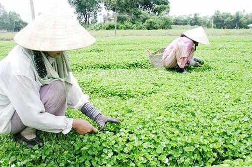 Huế thúc đẩy sản xuất nông nghiệp hữu cơ, an toàn