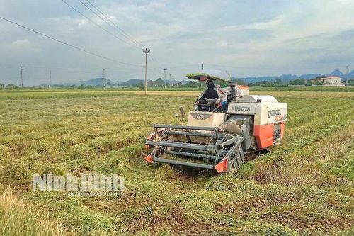 Yên Mô khẩn trương thu hoạch cây trồng vụ Đông Xuân