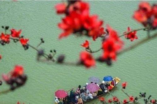 Hoa gạo in bóng sông quê