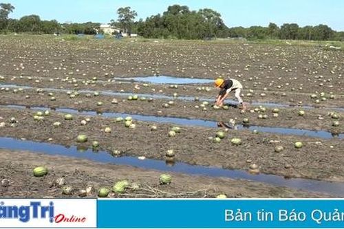Triệu Trạch: Vụ dưa thứ ba liên tiếp mất trắng do mưa lũ, người dân thiệt hại hàng tỉ đồng