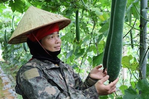 Hiệu quả kinh tế từ mô hình HTX rau an toàn Vạn Phúc