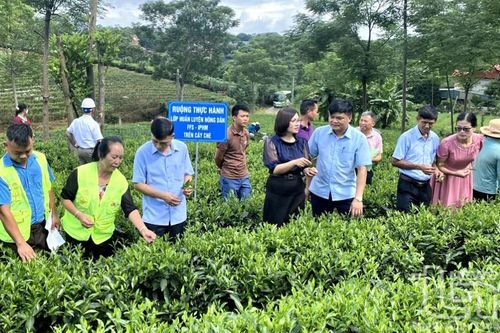 Nông dân góp sức hiện thực hóa mục tiêu 'cây tỷ đô'